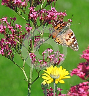 British painted lady butterfly feeding on rose bush flower nectar