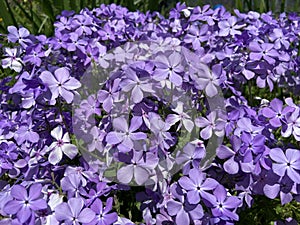 Pretty Sunlit Purple Flowers in Spring in April photo