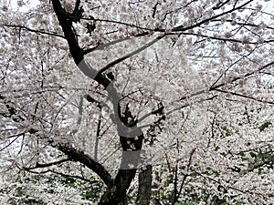 Pretty White Cherry Blossom Tree in Kenwood Maryland photo