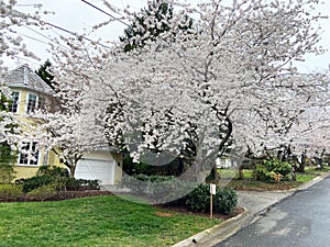 Pretty White Cherry Blossoms and Home in Kenwood Maryland photo