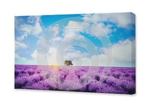 Photo printed on canvas, white background. Beautiful lavender field with single tree under amazing sky at sunrise