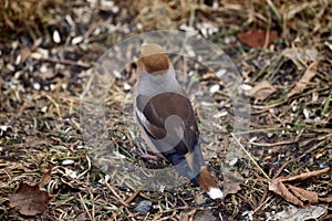 Photo project. Birds of Eastern Siberia. Common Dubonos (lat. Coccothraustes coccothraustes)