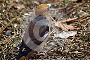 Photo project. Birds of Eastern Siberia. Common Dubonos (lat. Coccothraustes coccothraustes)