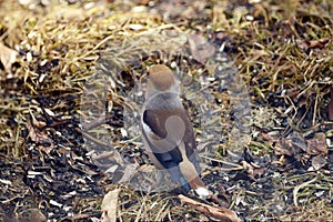 Photo project. Birds of Eastern Siberia. Common Dubonos (lat. Coccothraustes coccothraustes)