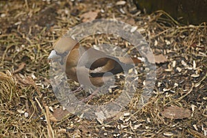 Photo project. Birds of Eastern Siberia. Common Dubonos (lat. Coccothraustes coccothraustes)