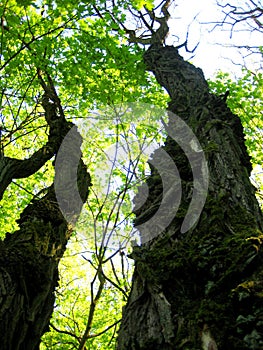 The photo with the prospect of a connection of the sky with greenery of tall trees