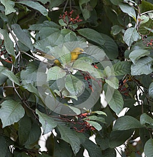 Photo of prothonotary warbler bird