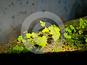 Photo of Pteridophyta.  Green Ferns on the walls.