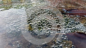 Bubbles in a pond of microalgae