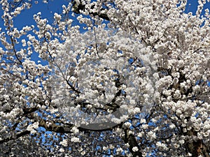 Puffy Cherry Blossoms in March at Kenwood photo