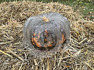 Photo of a pumpkin with an on a haystack for halloween. autumn composition