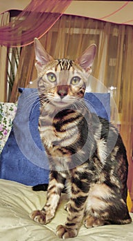 Photo of a purebred bengal cat with a beautiful pattern on the face and wool sitting and looking