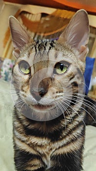 Photo of a purebred bengal cat with a beautiful pattern on the face and wool sitting and looking