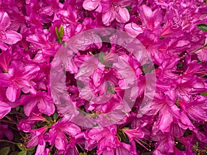 Purple Azalea Blossoms During Spring