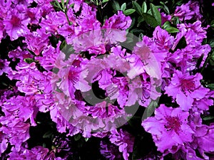 Purple Azalea Flowers Painting