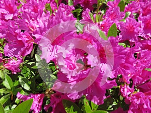 Purple Azalea Flowers in Full Bloom in April