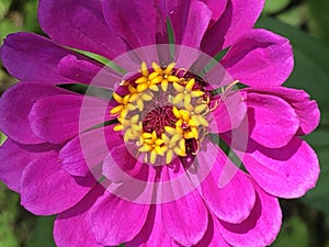 Photo of a purple flower.