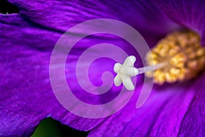 Photo of purple flower and white pistil