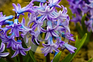 Photo of a purple hyacinth flower. Background of blooming hyacinth with rosebuds and green leaves