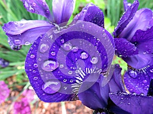 Purple Iris Flower Petal in the Rain in May