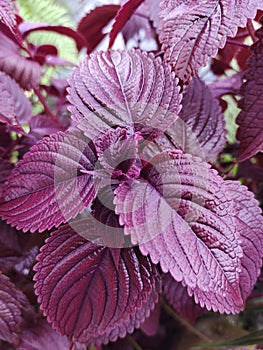 photo of purple toy flower