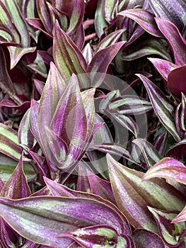 Photo of  Purple Wandering Jew Plant