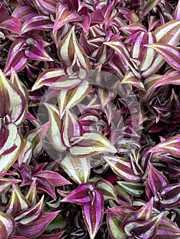 Photo of  Purple Wandering Jew Plant