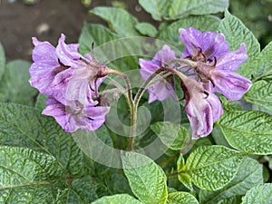 photo of purples potato flowers appearing on the top of a potato tree
