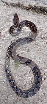 this photo is about a python