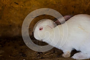 Photo of a rabbit with myxomatosis