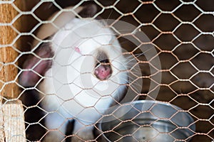 Photo of a rabbit with myxomatosis