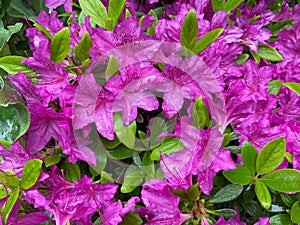 Rain Soaked Purple Azalea Flowers