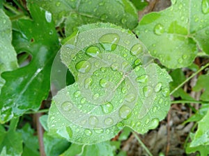 photo of raindrops remaining on green leaves around my yardÃ¯Â¿Â¼ photo
