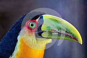 Photo of a Ramphastos dicolorus aka Green-billed Toucan, typical bird of Brazil, Argentina and Paraguay