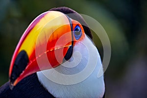 Photo of a Ramphastos toco aka Tucano-toco, typical bird of the tropical rainforests of South America