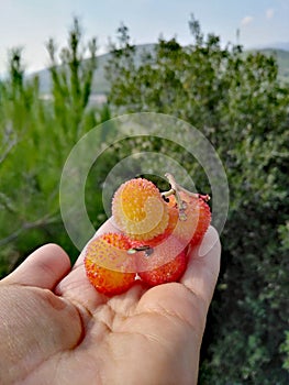 Photo of rare berry fruit