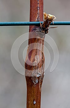 Photo raspberry gall midge, disease