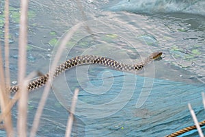 Photo of a rat snake on the fishing net by the lake