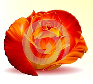 Photo-realistic fiery rose