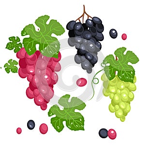 Photo realistic grape set. Full , isolated on white. Green grape, red grape, black grape.