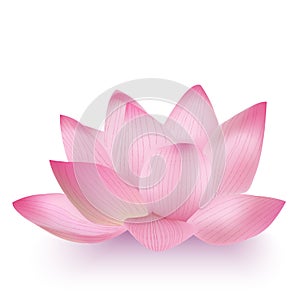 Photo-Realistic Lotus Flower