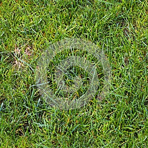 Photo realistic seamless grass texture in high resolution with more than 6 megapixel