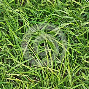 Photo realistic seamless grass texture in high resolution with more than 6 megapixel