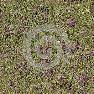 Photo realistic seamless grass texture in high resolution with more than 6 megapixel