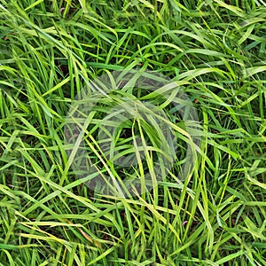 Photo realistic seamless grass texture in high resolution with more than 6 megapixel photo