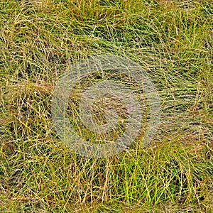 Photo realistic seamless grass texture in high resolution with more than 6 megapixel photo