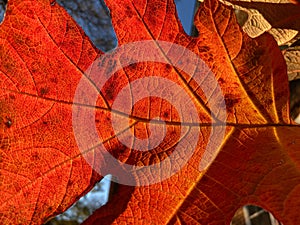 Pretty Red Backlit Leaf in December