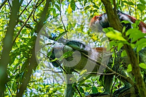 Photo of Red Colobus monkey copulating on the branch. Zanzibar, Tanzania. Piliocolobus tephrosceles