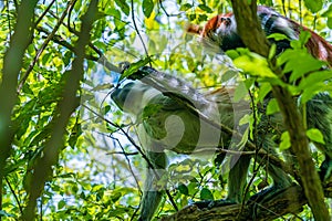 Photo of Red Colobus monkey copulating on the branch. Zanzibar, Tanzania. Piliocolobus tephrosceles