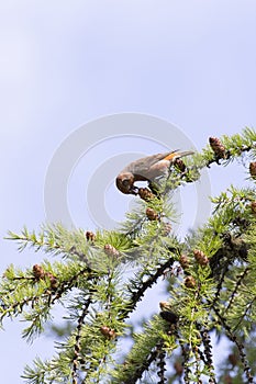 Photo of a red crossbill bird during spring